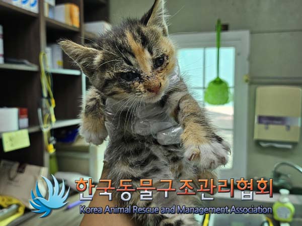 한국동물구조관리협회_441404202400497